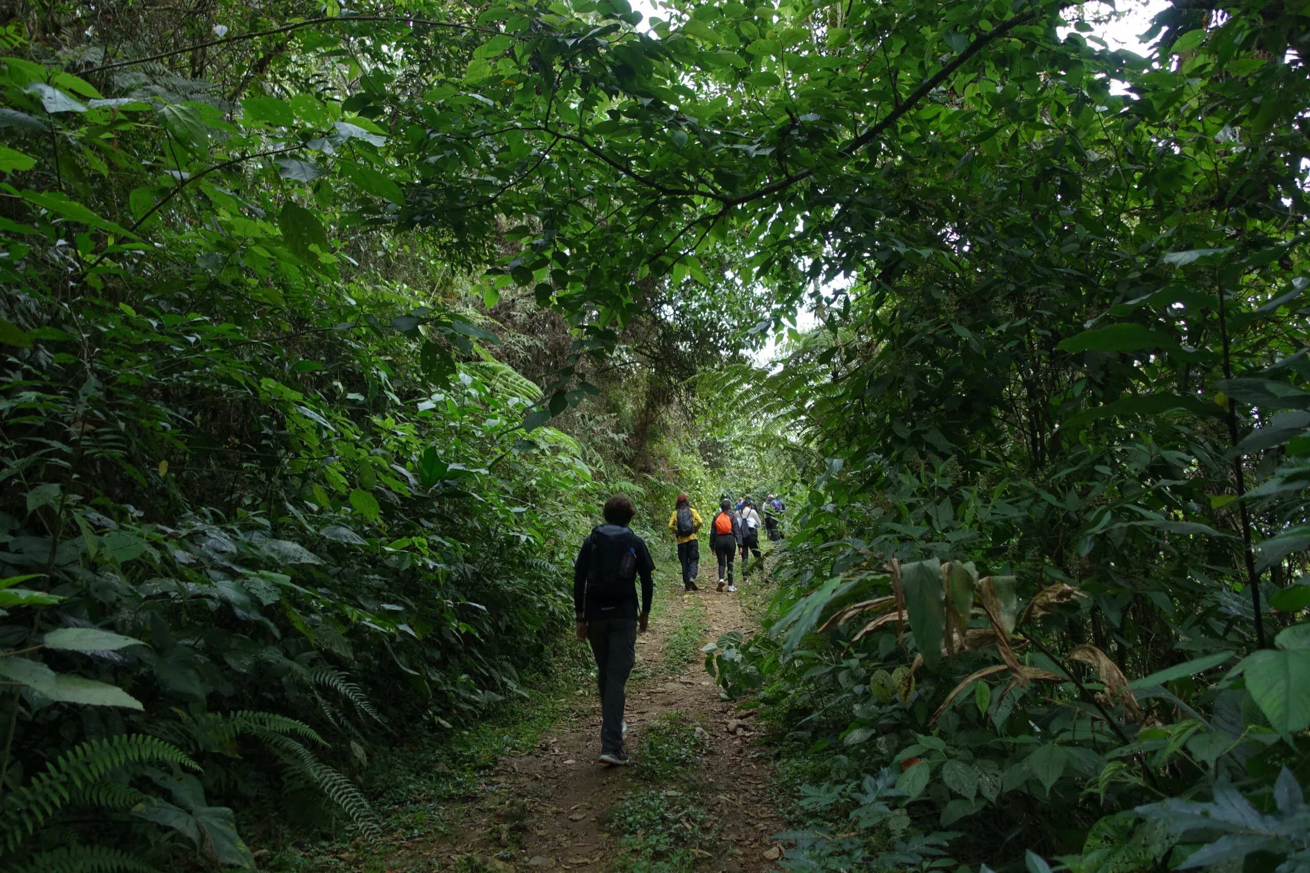 Senderos de bosque de niebla en el Parque El Salado, arriba de Envigado